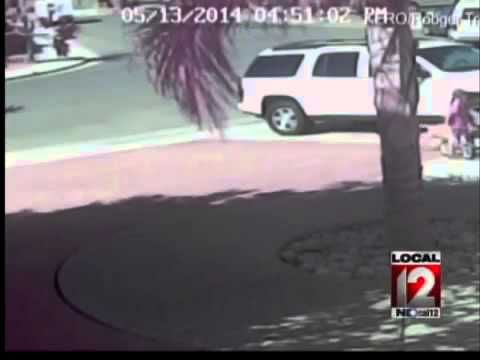 Cat saves boy from dog attack