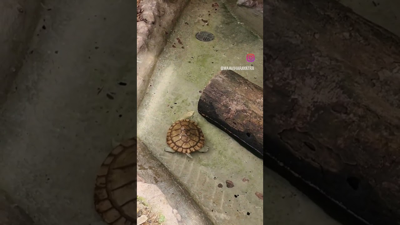 YouTube Short thumbnail