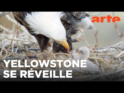 Yellowstone, nature extrême (2/2) | ARTE Évasion