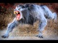 An American Werewolf In London Werewolf Howl