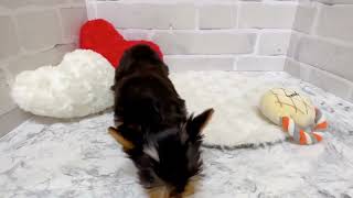 ヨークシャーテリアの動画01