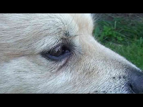 Dog first aid: eye injuries