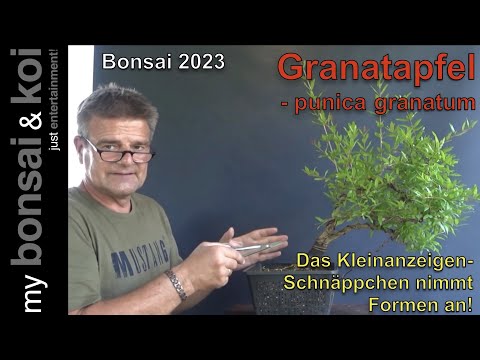 Bonsai 2023-34 - Granatapfel - Punica granatum - nächste Schritte für das Kleinanzeigen Schnäppchen