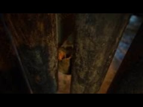 Mara the elephant to leave concrete jungle