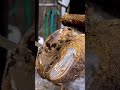 Well this cows hoof got kinda gnarly!! #cows #shorts #farm #reels