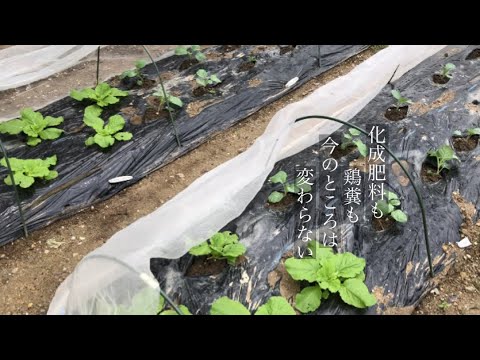 どの植物が肥料を好まないのか 鶏糞を肥料として使用する ウサギの乾燥馬マルチを天然肥料として使用する トマト ビデオ窒素