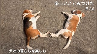 【犬との暮らしのvlog】かぎ針編みでシロクマ貯金箱の衣替え/ディアマンクッキー作り/急に老眼に？/ビーグル／犬との暮らしを楽しむ