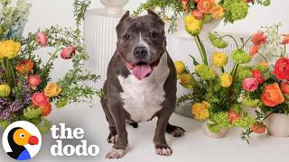 America's "Next Top Model" Photographer Spotlights Adoptable Pitties | The Dodo