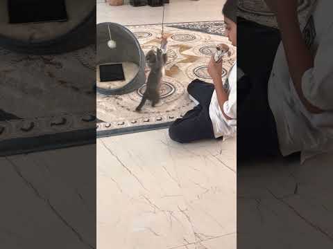 Welcome  matcha she is 3 month 🍵 💝