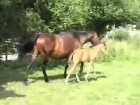 haras de marangis élevage et vente chevaux