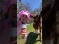 Miss Donkey Donkey Farm Animals Comedy Gay