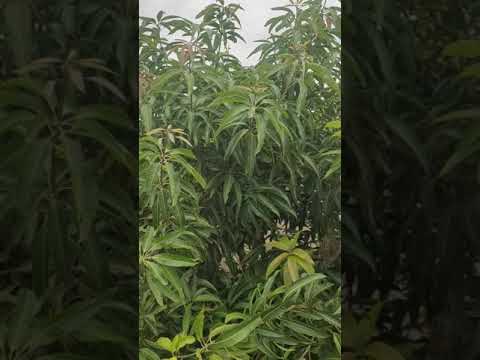 Mallformation disease mango plant