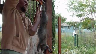 How to Slaughter, Skin, Gut, and Butcher a Meat Rabbit.  Clean and process a rabbit.