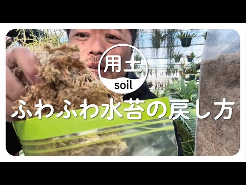 ミズゴケの育て方と目的は？なぜ持続可能な代替品を選ぶのでしょうか?  庭園