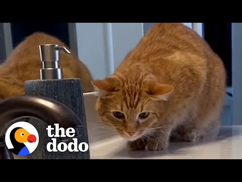 Meet The World's #1 Cat Dad | The Dodo