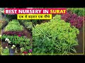 Surat Nursery Best Plant Nursery In Surat Near Me ONLINE ORDER ACCEPTED