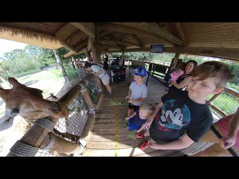 Feeding the giraffes