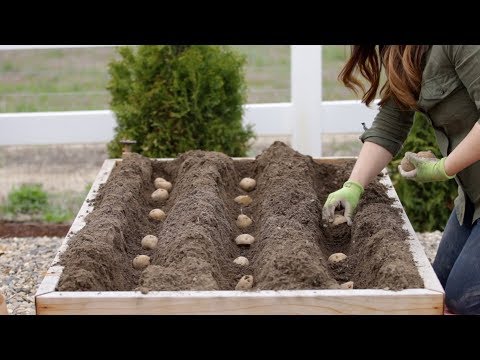 , title : 'How to Plant Potatoes! 🥔🌿 // Garden Answer'