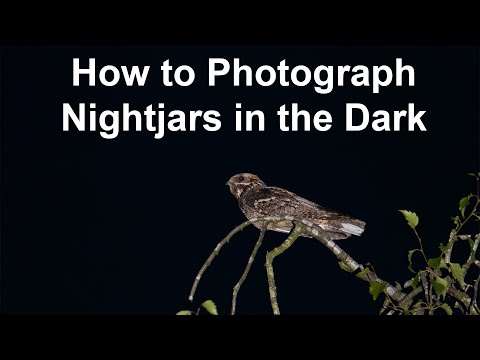 Challenging European Nightjar Photography in the Dark. How do they do that?