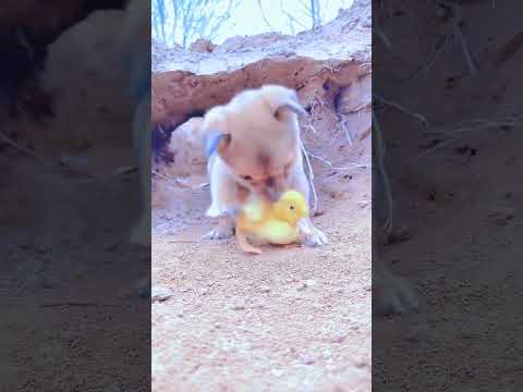 Dog Baby#Shorts#viral#viralvideo