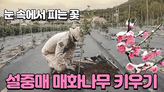 【설중매】 눈 속에서도 꽃을 피운다는 매화나무 키우기 