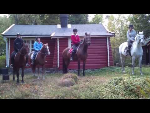 What does the fox say?