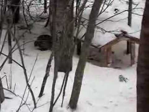 Ruffed Grouse at Feeder