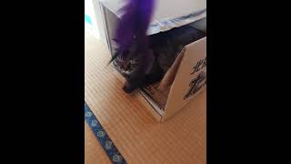 飼い猫と遊ぶだけ