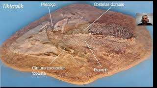 Aula: Origem dos Tetrapoda e Conquista do Ambiente Terrestre - Parte 2