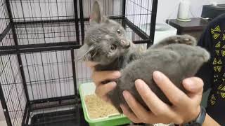 [認養/高雄]三個花色一次滿足 灰黑橘小貓找家