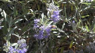 Late summer bumble bees