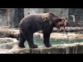 Alaskan Grizzly Bears Playing At The Detroit Zoo 2018
