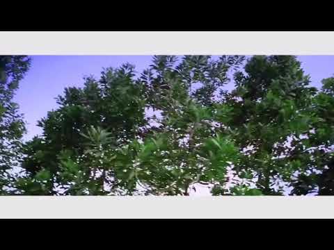 DaVero (MR. BAD BOY Official Video)