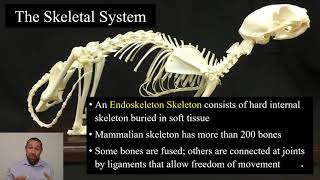 4_2 The Musculoskeletal System