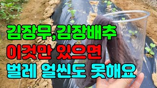 김장무 파종9일후 꼭 해야할일 이것을 사용하면 일이 빠르고 약이 적게 드는 꿀팁