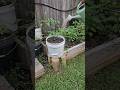 Fertilize Your Pepper Plants Every Three Weeks That S What I Do DHBG