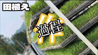 【田植え】お米を作る過程🌾