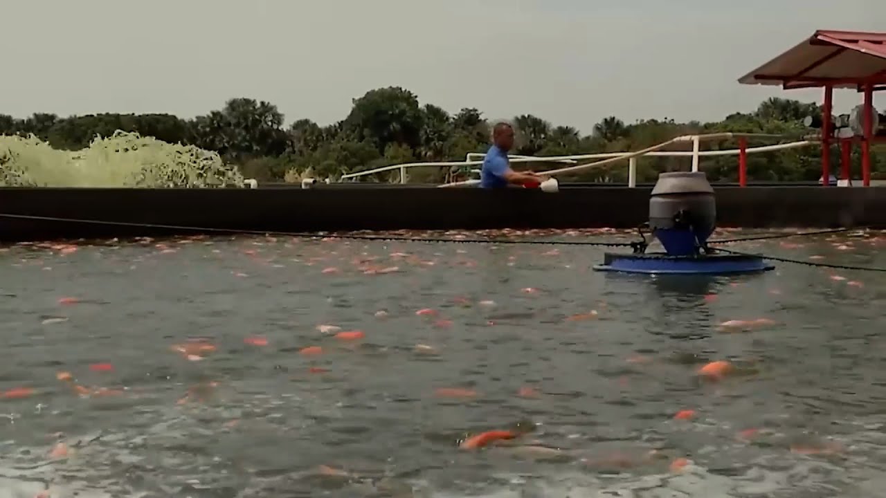 24 ENE   CAP 2   PISCICULTURA FINCA LA ESPERANZA SISTEMAS ACUICOLAS SAS    PARATEBUENO   CUNDINAMARC