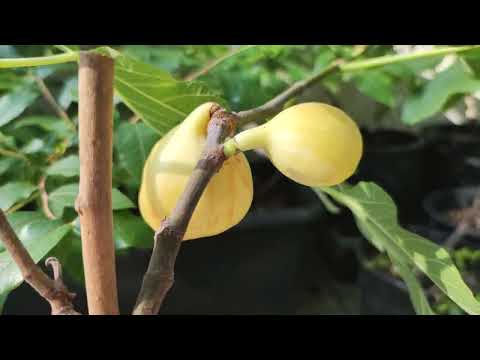 Honig Feige Feigen Frucht Sorte Golden Riverside A honey fig Fig Tree Cutting Ficus carica Harvest