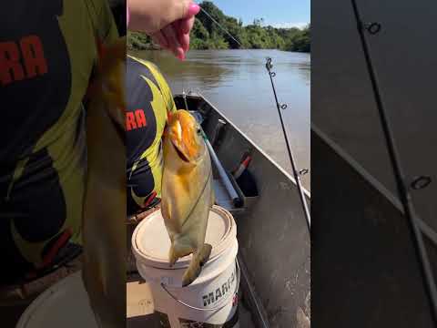 #amopescar #aquidauana #matogrossodosul #pacu #peixes #pesca #pescaria