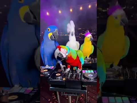When Birds Become DJs... Party Parrots on the Deck! DJ Macaw in the House!