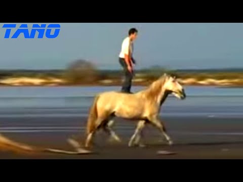 Lorenzo, o Domador de Cavalos - Espetacular !!