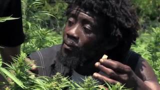 Jamaica Cannabis , Weed (Documentary)