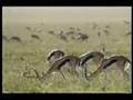 110km H Cheetah Attack Gazelle
