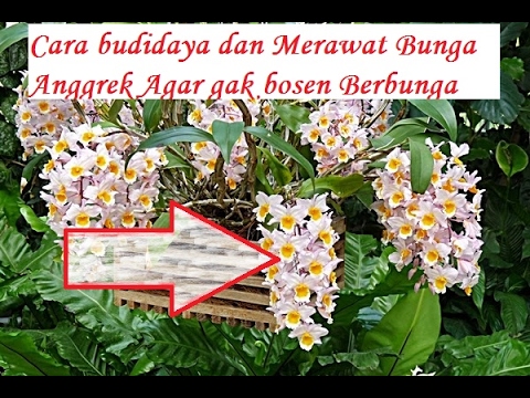 Kapsul Potensi Foto kecil anggota