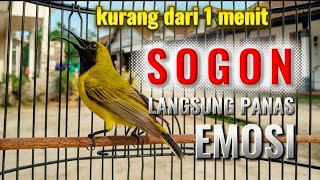 Download lagu 🛑 HITUNGAN DETIK SOGON LANGSUNG PANAS EMOSI GILA #sogon #sogongacor #sogonemosi  mp3