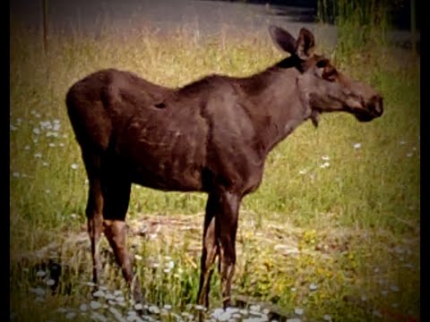 Our Country Life Where the Pavement Ends