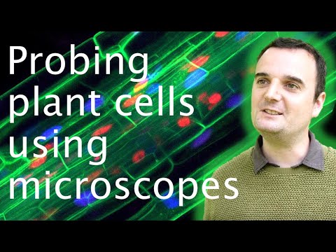 Vacuoles: using microscopy to view plant cell secrets - Joe McKenna