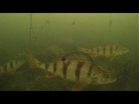 Ahven, hauki 17 2 2018