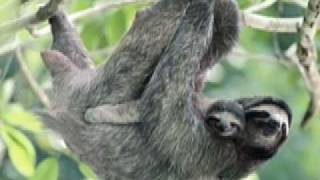 The Sloth Song by Sara bee